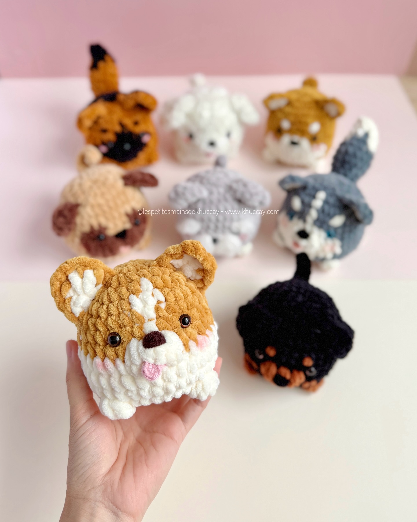 Hello little corgi ✨