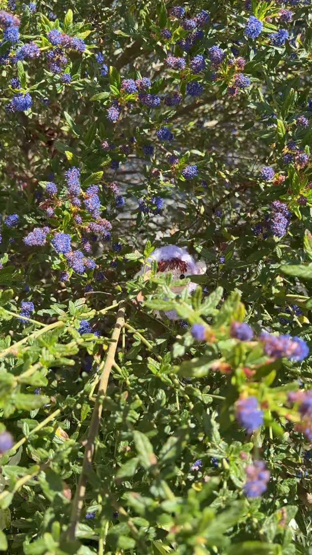 Bon lundi de Pâques 🐣 
-
Enjoy this little egg hunt in our garden 😊 #khuccayxhobbii #khuccay #amigurumi #crochet #happyeaster @hobbii_yarn @hobbii.fr